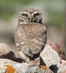 LITTLE OWL